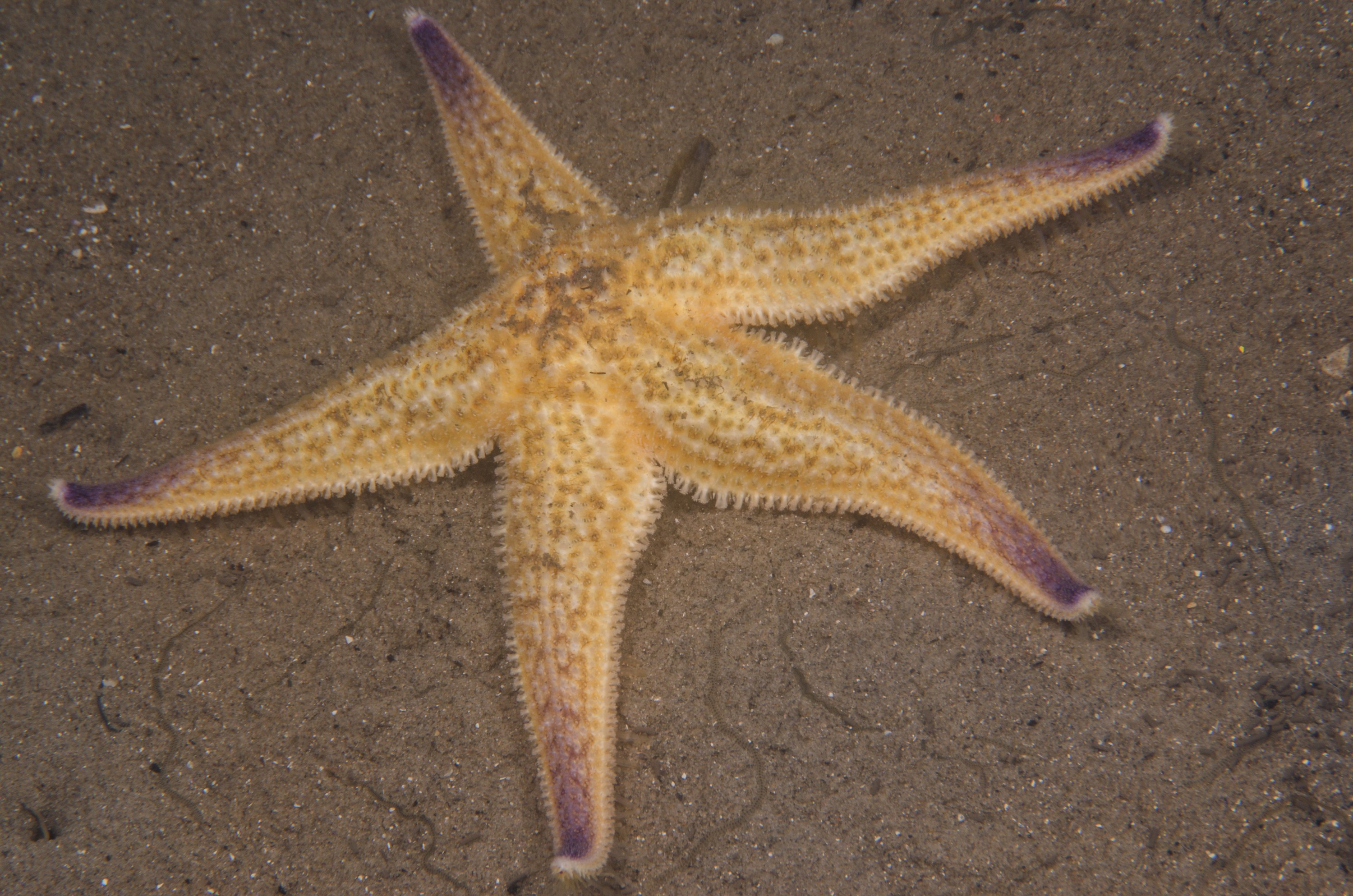 DSC_8060 – Pacific, Seastar, Asterias, amurensis, pest, marine, invasive, Tasmania, Bicheno, image, australia